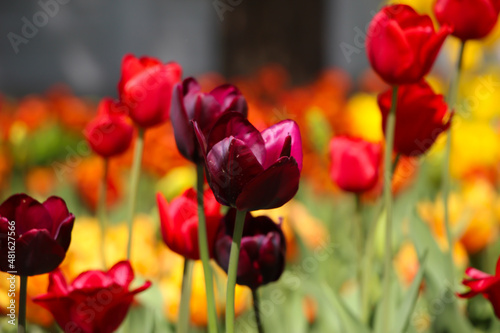 Wonderful burgundy tulip flowers blooming in a field of tulips, on a background of blurred tulip flowers, large format