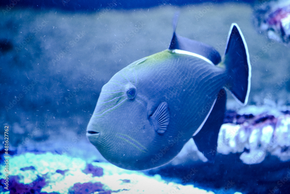 Fototapeta premium Dark blue marine fish with white stripes