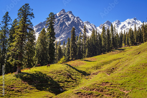 Landscape in summer. Spring in the scenic meadows of the Himalayan mountains. Peaks and alpine landscape from the trail of Sar Pass trek Himalayan region of Kasol, Himachal Pradesh, India.