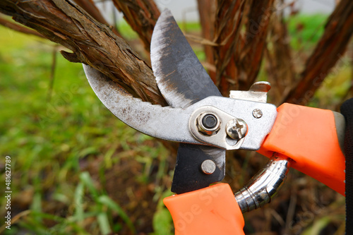 Close-up of a pruner and a shrub. A gardener will show you how to prune the dry branches of a shrub in autumn or spring, using garden shears to prune bushes photo