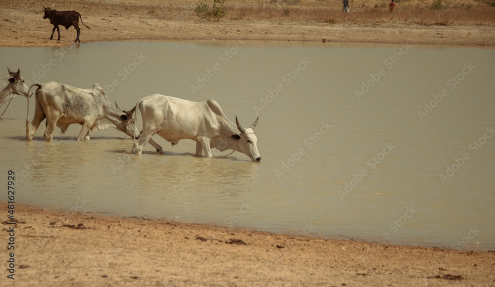Fototapeta premium African bulls