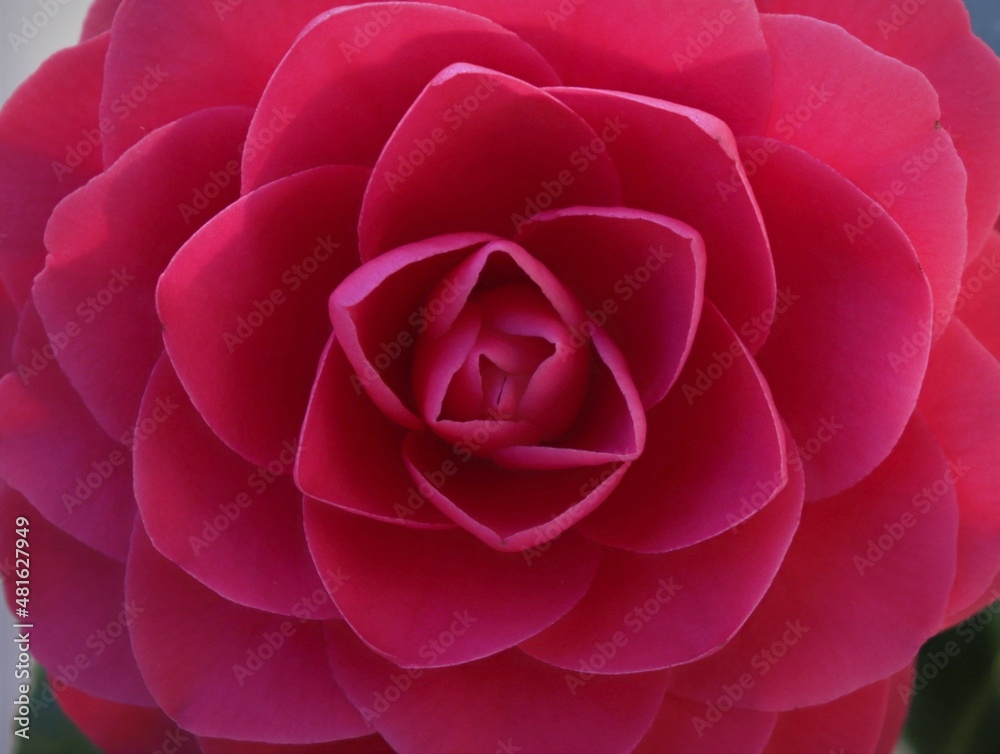 Rosa en pleno esplendor