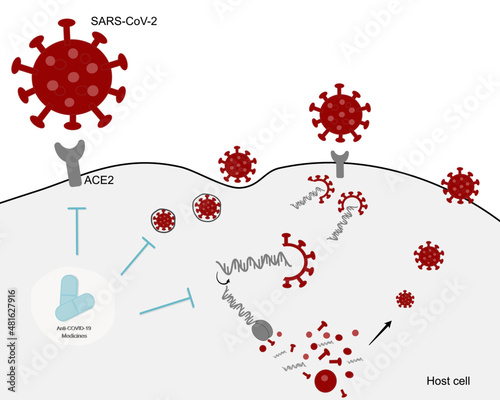 Drug pathway or Diagram of Anti-COVID-19 (SARS-CoV-2) medicine for COVID-19 treatment or inhibition of SARS-CoV-2 infection