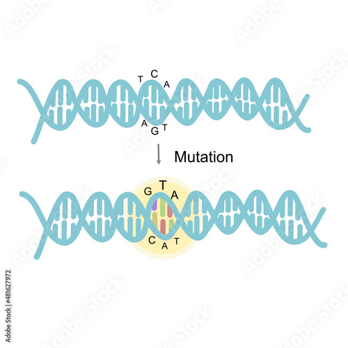 The focus picture of Mutation site at the DNA double stand
