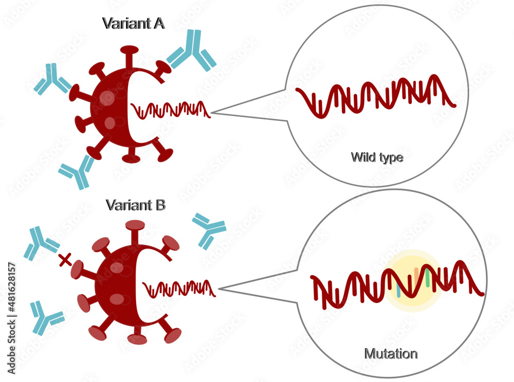 Εκτύπωση καμβά Comparison of Antibody binding to SARS-CoV-2 (COVID-19) when gene mutation of Di