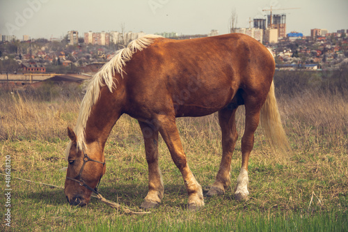 A brown horse with a light mane grazes on a leash in the steppe against the background of the city