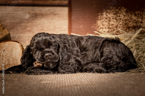 american spaniel puppy next to a suitcase