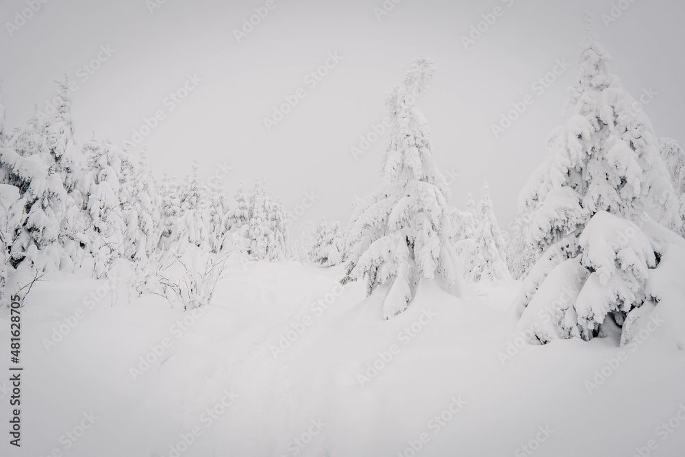 snow covered trees snow covered trees