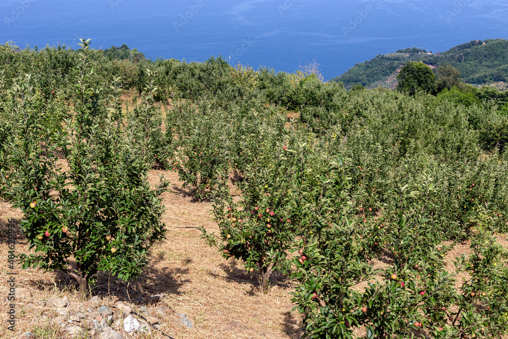 The apple orchards near the village of Zagora (Pelion, Greece) overlooking the sea in summer time. The apple orchards near the village of Zagora (Pelion, Greece) overlooking the sea in summer time.