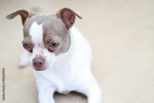 Fototapeta Naklejka Na Ścianę i Meble -  The dog looking sad waiting in front of the house. straight looking face strain depress worry. on background concrete wall, bare cement. Pets concept. Leave copy space empty for text writing.