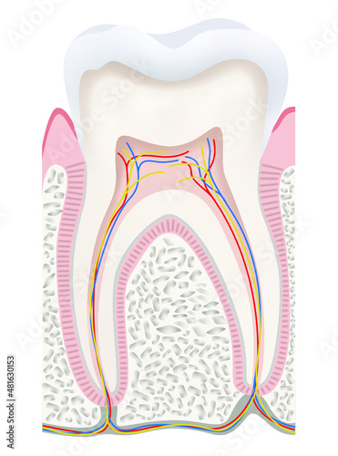 Tooth