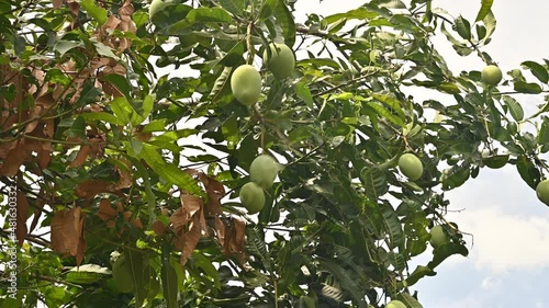 Farmer using fruit picker to picking mango on a tree. Mangoes are a tropical fruit from the drupe family and one of the most important and widely cultivated fruits. photo
