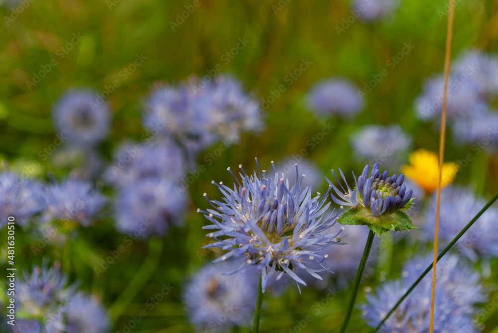 flower flower