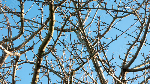 Ramas sin hojas de árbol en invierno y cielo azul photo