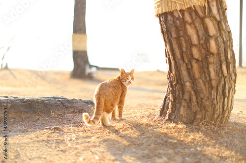 길고양이 stray cat