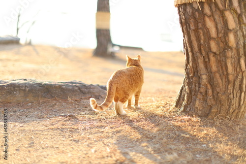 길고양이 stray cat