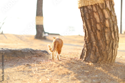 길고양이 stray cat photo