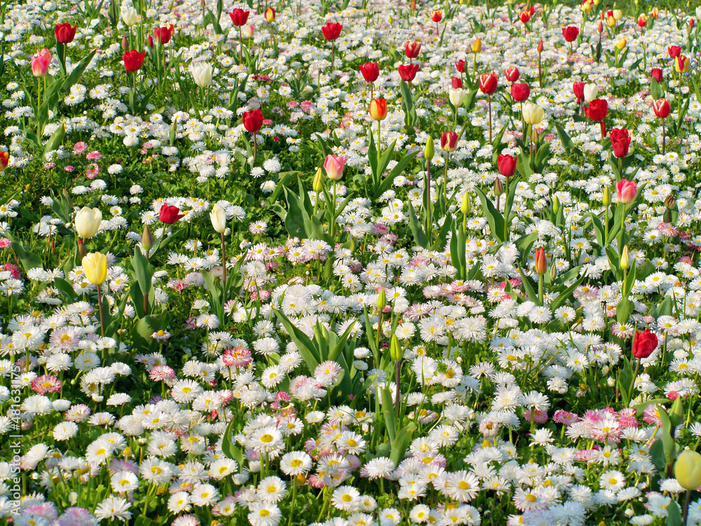 Field of flowers - Red and yellow Tulips in field of daisies