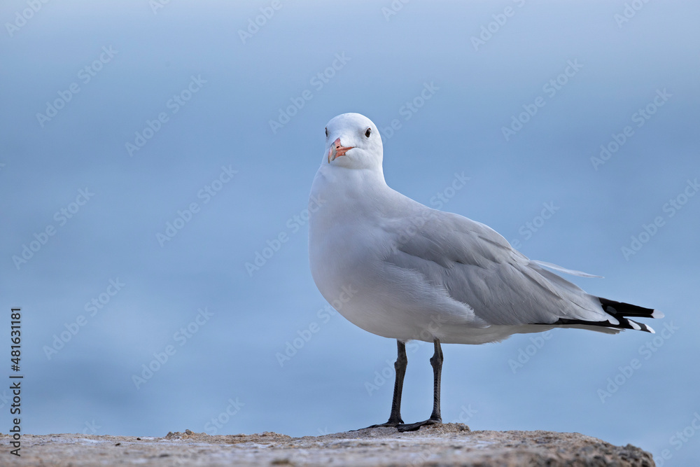 Audouin's gull (Ichthyaetus audouinii) perched on a rock along the coast Audouin's gull (Ichthyaetus audouinii) perched on a rock along the coast