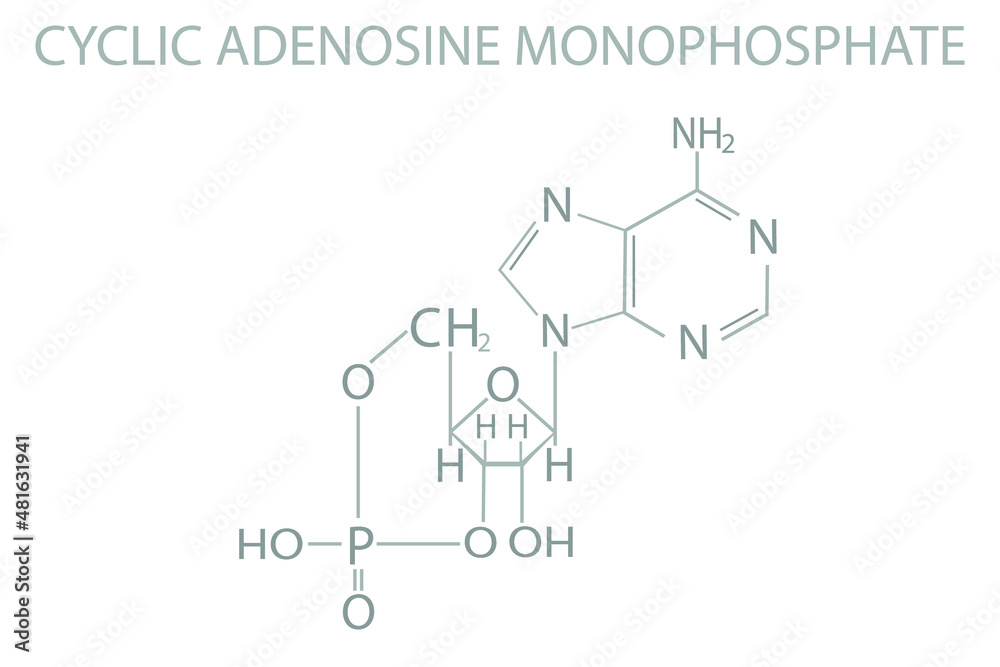 Cyclic adenosine monophosphate molecular skeletal chemical formula.	