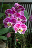 beautiful purple orchids in the flower garden