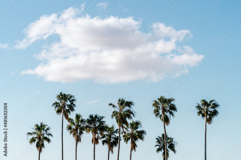 Fototapeta premium palm trees against blue sky