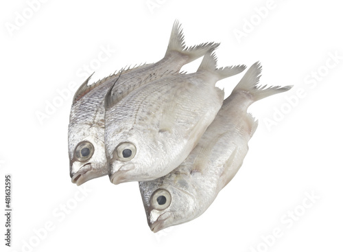 Three whipfin silver-biddy fishes isolated on white. 