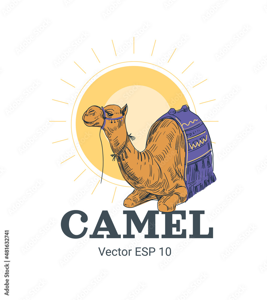 Vector illustration of a camel. Hand drawn sketch. Africa, Egypt Vector illustration of a camel. Hand drawn sketch. Africa, Egypt