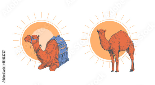 Vector illustration of a camel. Hand drawn sketch. Africa, Egypt