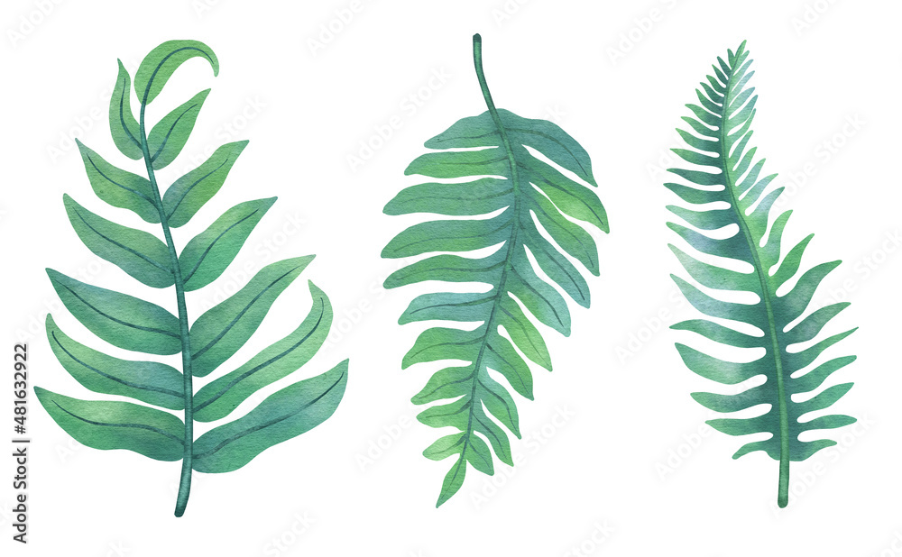 fern leaf set ,watercolor digital clipart with clipping path  fern plants on white background in blue tone , fern elements for wedding card ,greeting card, invitation card