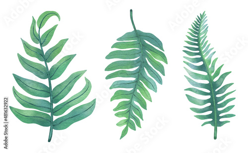 fern leaf set  watercolor digital clipart with clipping path  fern plants on white background in blue tone   fern elements for wedding card  greeting card  invitation card