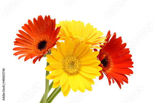 Stack yellow Gerber flowers  daisies isolated on white 