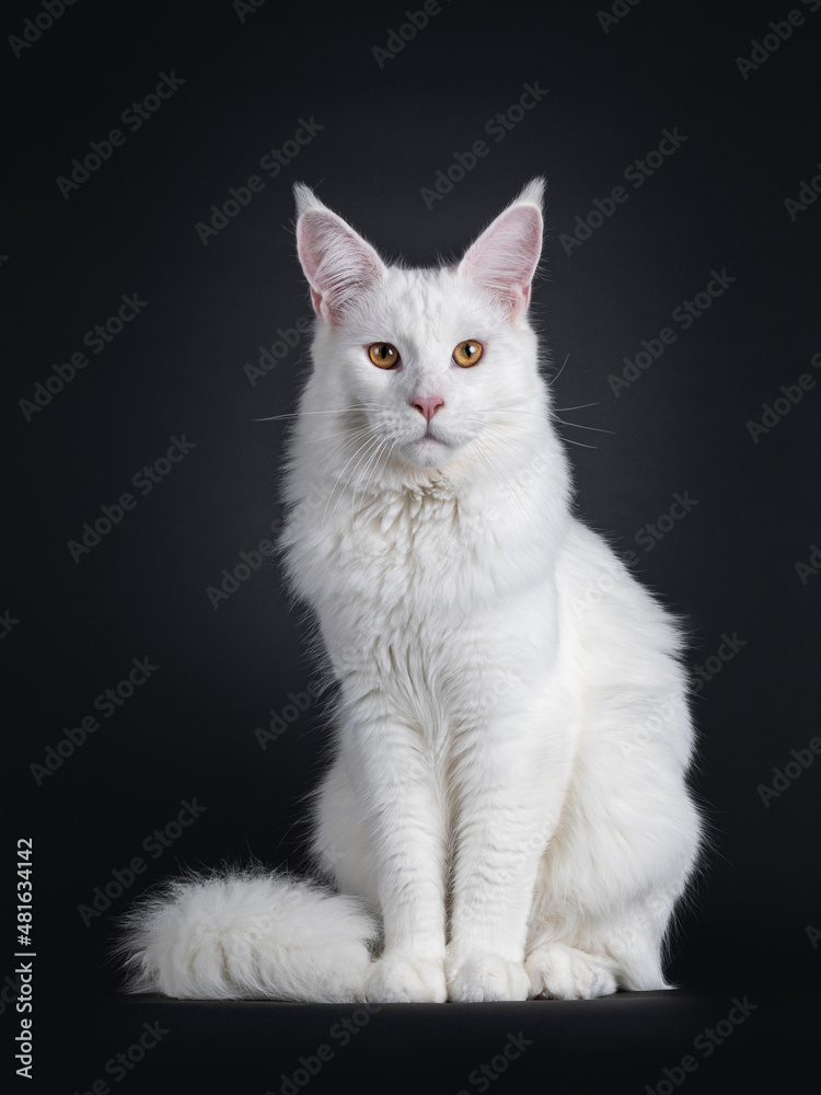 Majestic young adult solid white Maine Coon cat, sitting up facing front. Nice muzzle and big ears. Looking towards camera with golden eyes. Isolated on a black background. Majestic young adult solid white Maine Coon cat, sitting up facing front. Nice muzzle and big ears. Looking towards camera with golden eyes. Isolated on a black background.