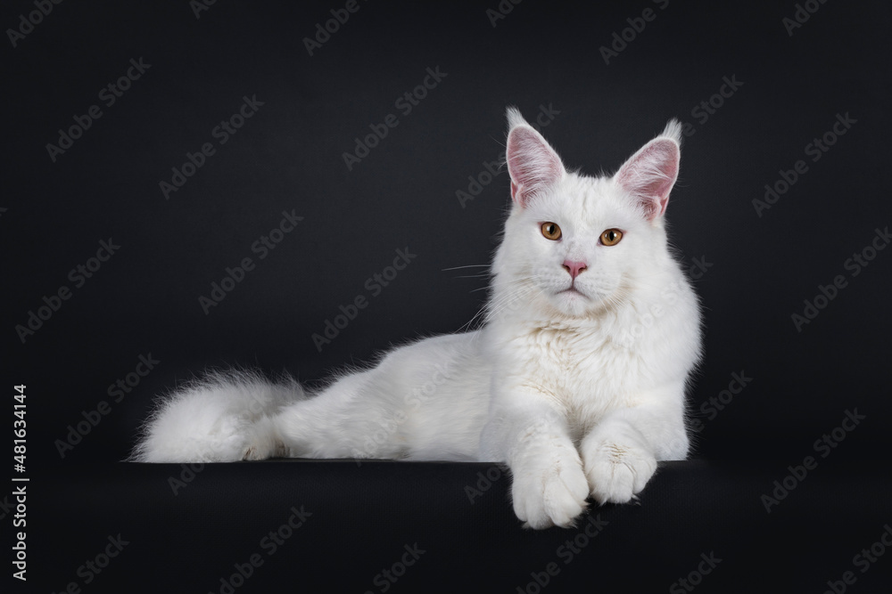 Majestic young adult solid white Maine Coon cat, laying down facing front on edge with front paws hanging down. Nice muzzle and big ears. Looking towards camera with golden eyes. Isolated on black.