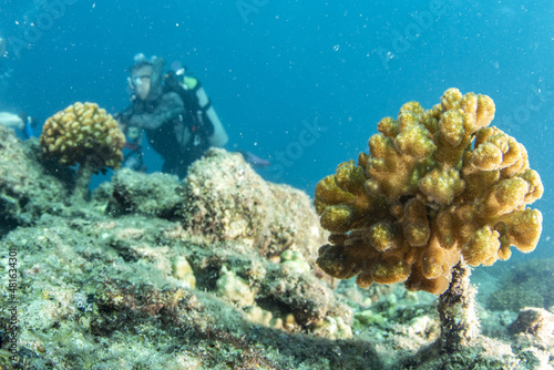 Fotografie Coral farm repopulation conservation growing factory underwater in Cortez Sea