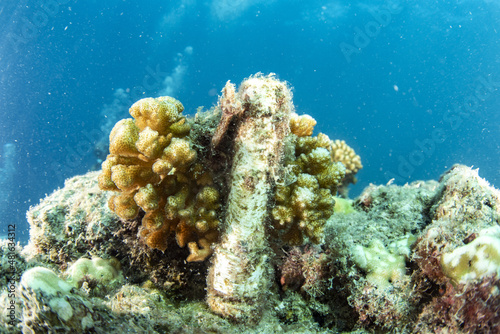 Obraz na plátně Coral farm repopulation conservation growing factory underwater in Cortez Sea