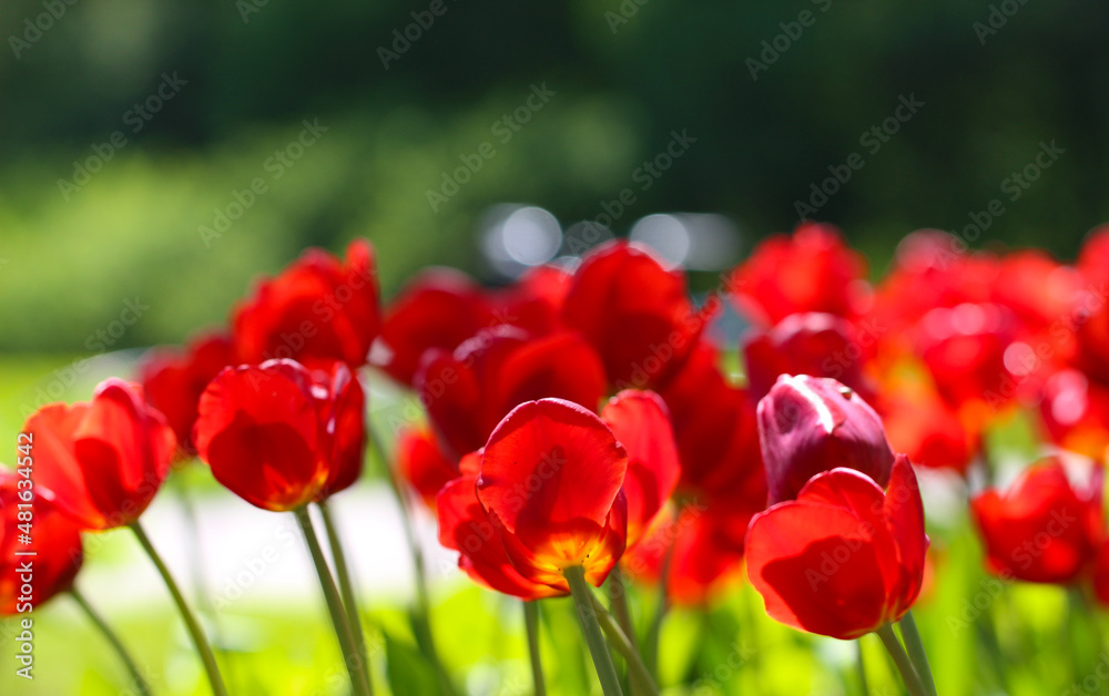 Fototapeta premium Group of red tulips in backlight in the park. Spring landscape for banner large format