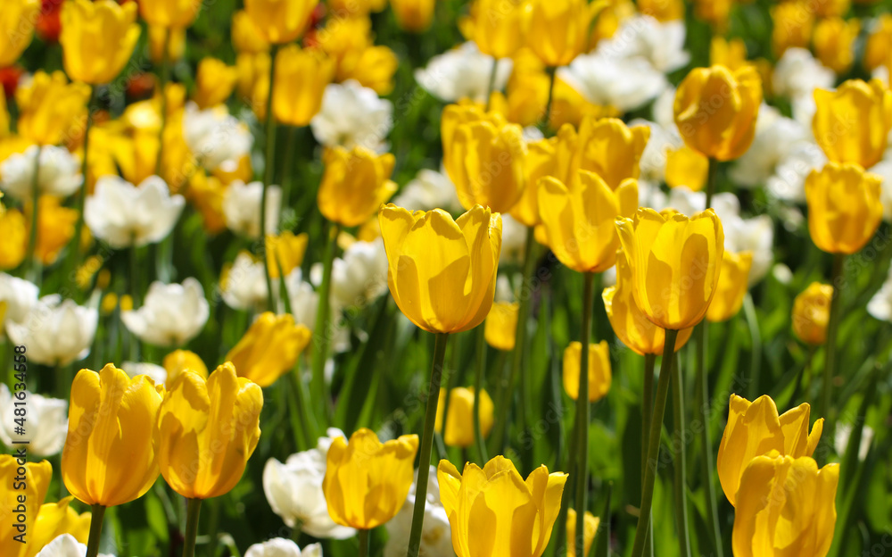Wonderful yellow and white tulip flowers blooming in a field of tulips, on a background of blurred tulip flowers Wonderful yellow and white tulip flowers blooming in a field of tulips, on a background of blurred tulip flowers
