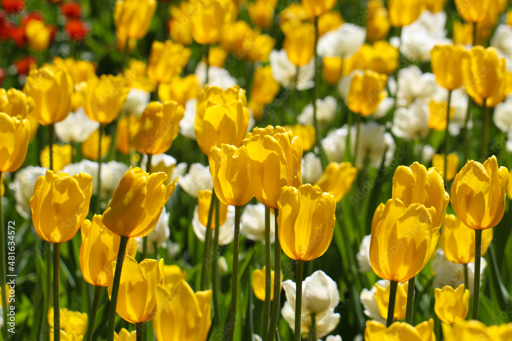 Wonderful yellow and white tulip flowers blooming in a field of tulips, on a background of blurred tulip flowers Wonderful yellow and white tulip flowers blooming in a field of tulips, on a background of blurred tulip flowers