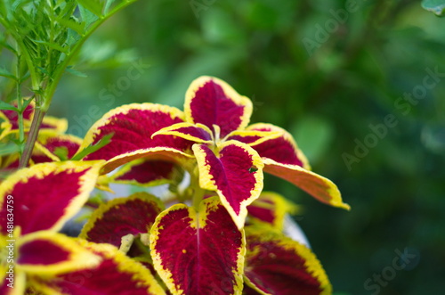 Coleus flower foliage background. Beautiful perspective of natural red coleus plant