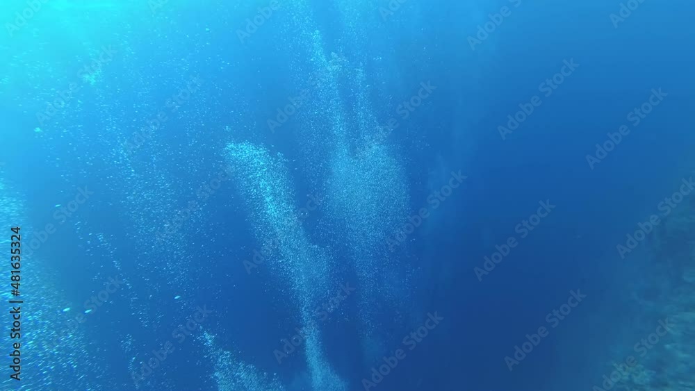 Drawings of diving in the Red Sea