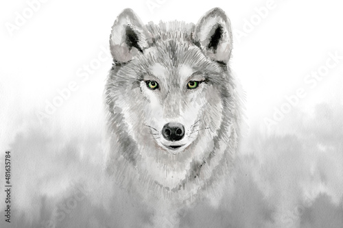Watercolor grey wolf . Watercolour illustration on gray background. 