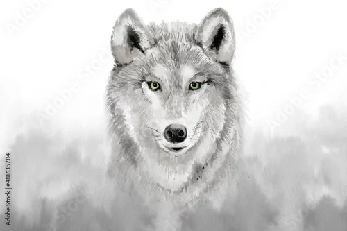 Fototapeta samoprzylepna Watercolor grey wolf . Watercolour illustration on gray background. 
