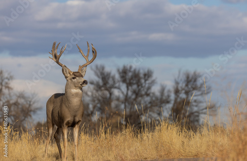 Buck Mule Deer in Autumn in Colorado