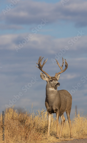 Buck Mule Deer in Autumn in Colorado © natureguy