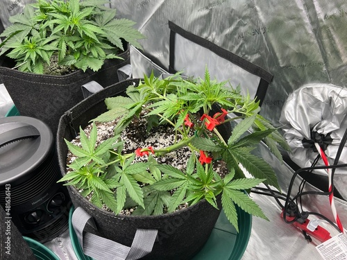 low stress training, LST, Yields, Clips, Marijuana, weed, cannabis photo