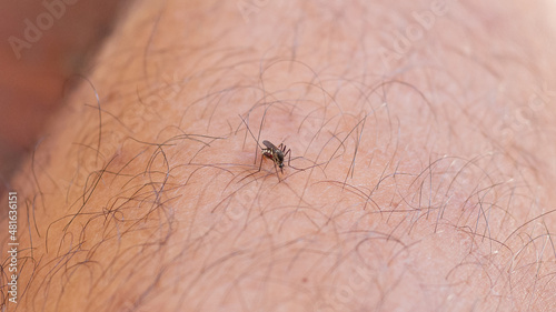 Mosquitoes are biting and sucking blood on hairy human skin.