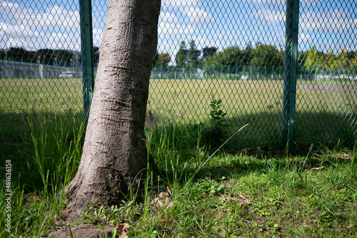 A tree in the playground