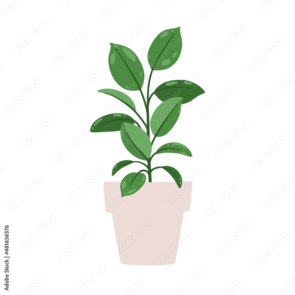 Ficus elastica. Vector illustration of a houseplant in a pot. Isolated on white background. Ficus elastica. Vector illustration of a houseplant in a pot. Isolated on white background.