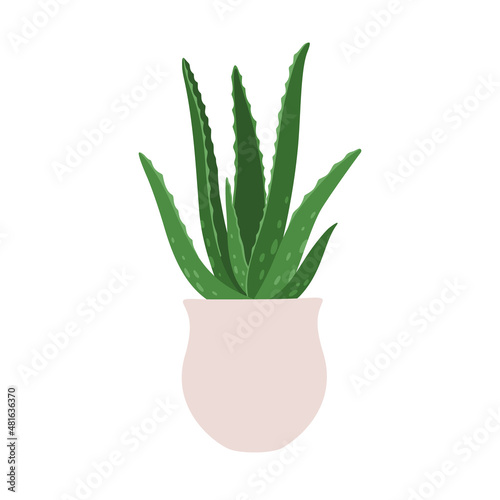 Aloe. Vector illustration of a houseplant in a pot. Isolated on white background.